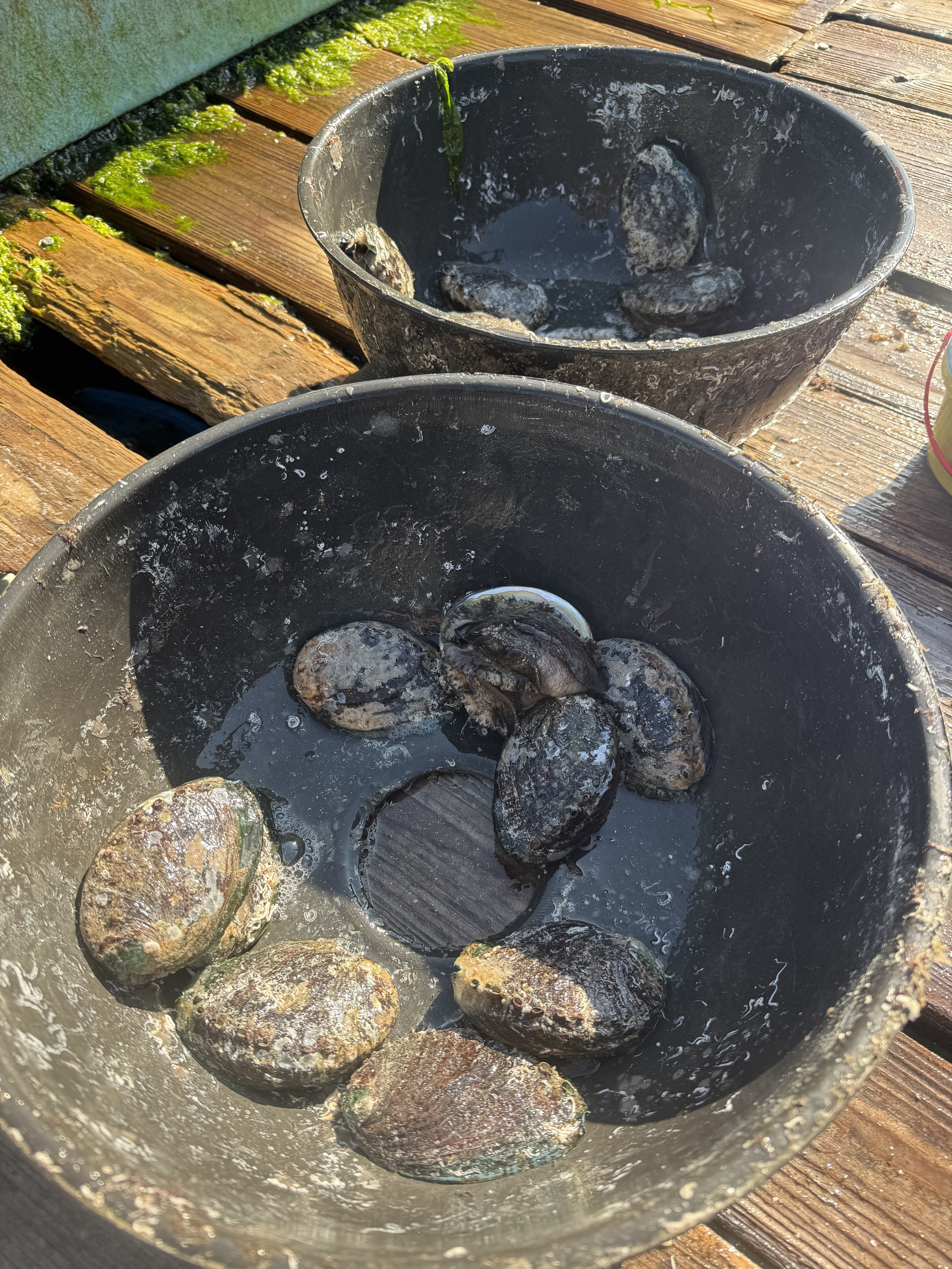 ABALONE