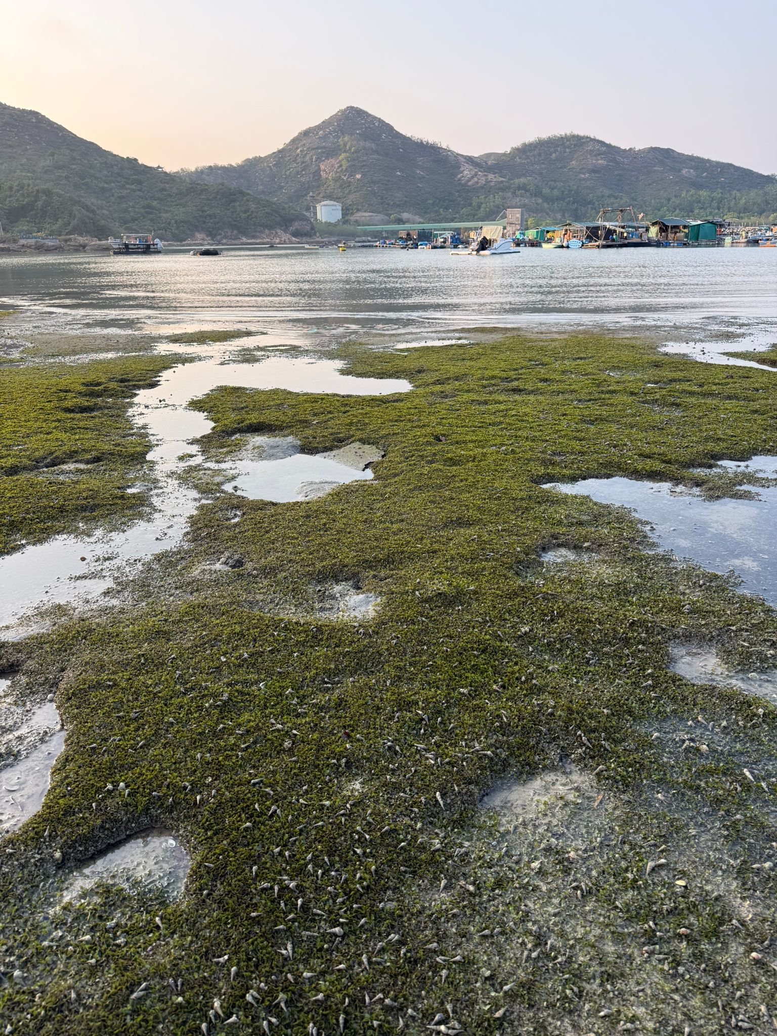 TIDE